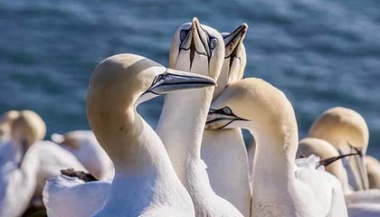 爱游戏官方入口-尼斯反击频率提升扩大进攻覆盖范围，尼斯iae