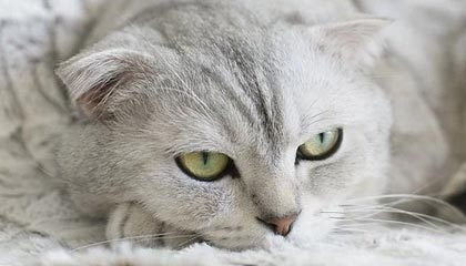 爱游戏官方入口-尼斯反击频率提升扩大进攻覆盖范围，尼斯iae