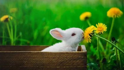 爱游戏官方入口-尼斯反击频率提升扩大进攻覆盖范围，尼斯iae